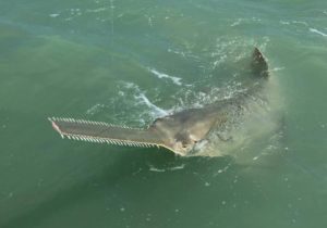 Sawfish