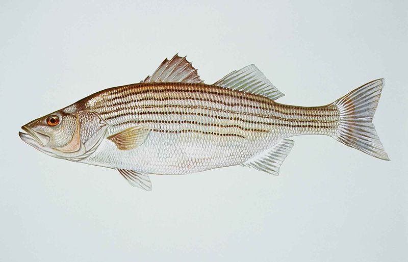 https://castnets.com/wp-content/uploads/2019/02/800px-Striped_bass_morone_saxatilis_fish.jpg