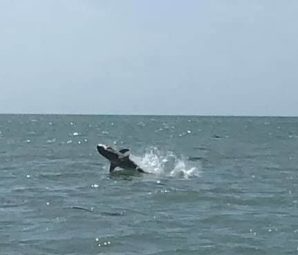 Spinner Shark