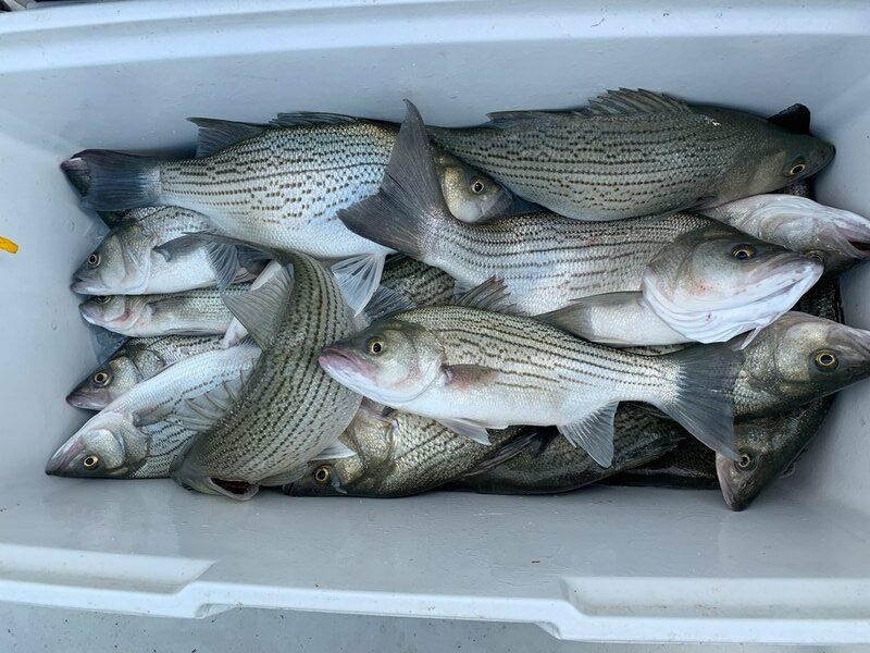 Read more about the article Four Fundamentals of Striper Fishing with Live Bait