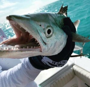 Read more about the article Fishing for Mackerel in the Florida Keys