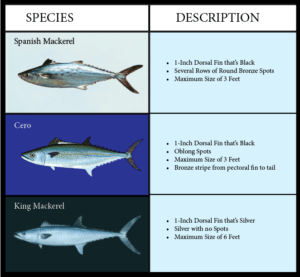 Spanish Mackerel - Species Guide