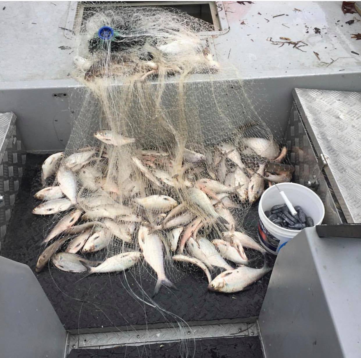 Lee más sobre el artículo Fall Freshwater Fishing – Catfish and Live Bait
